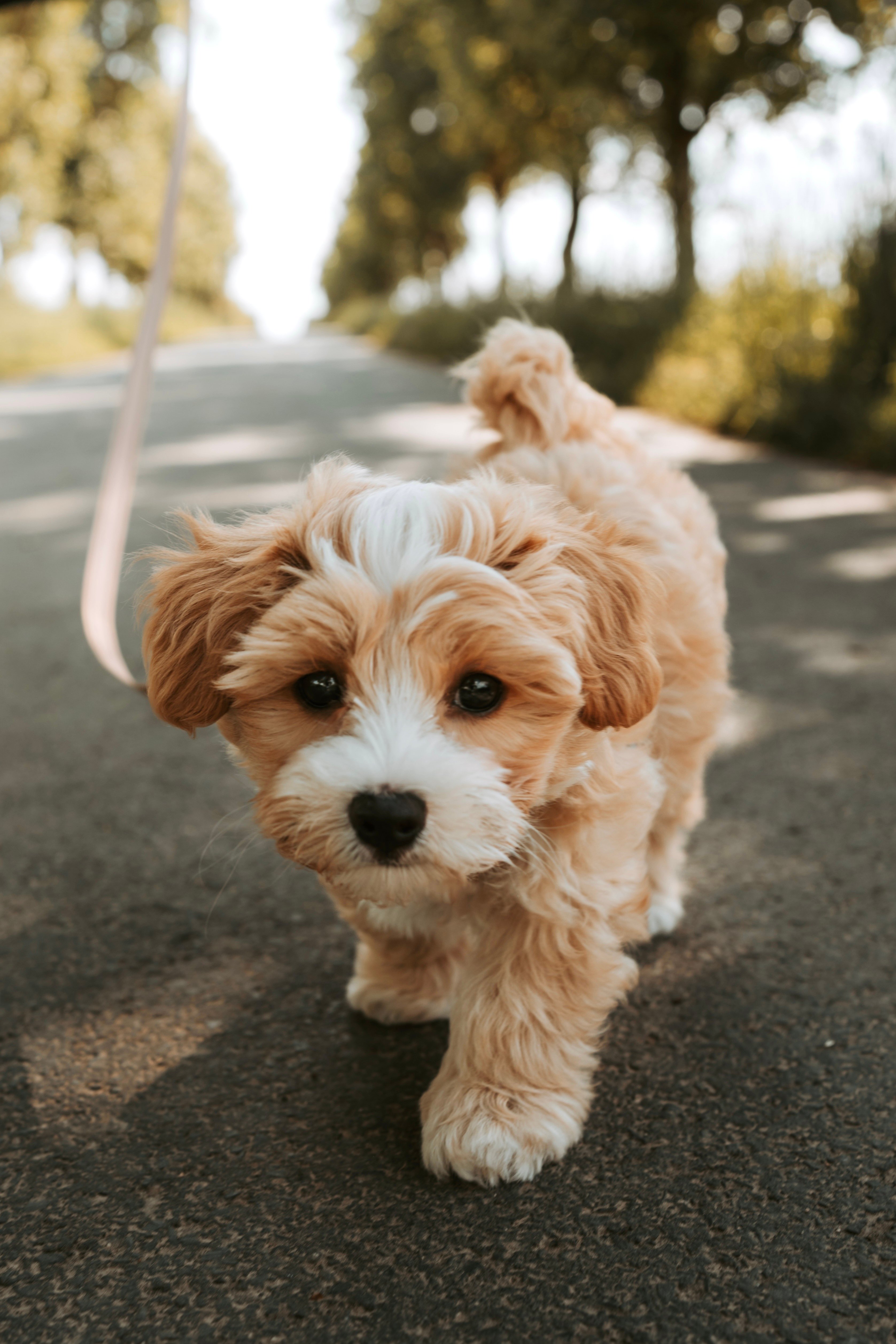 A happy dog